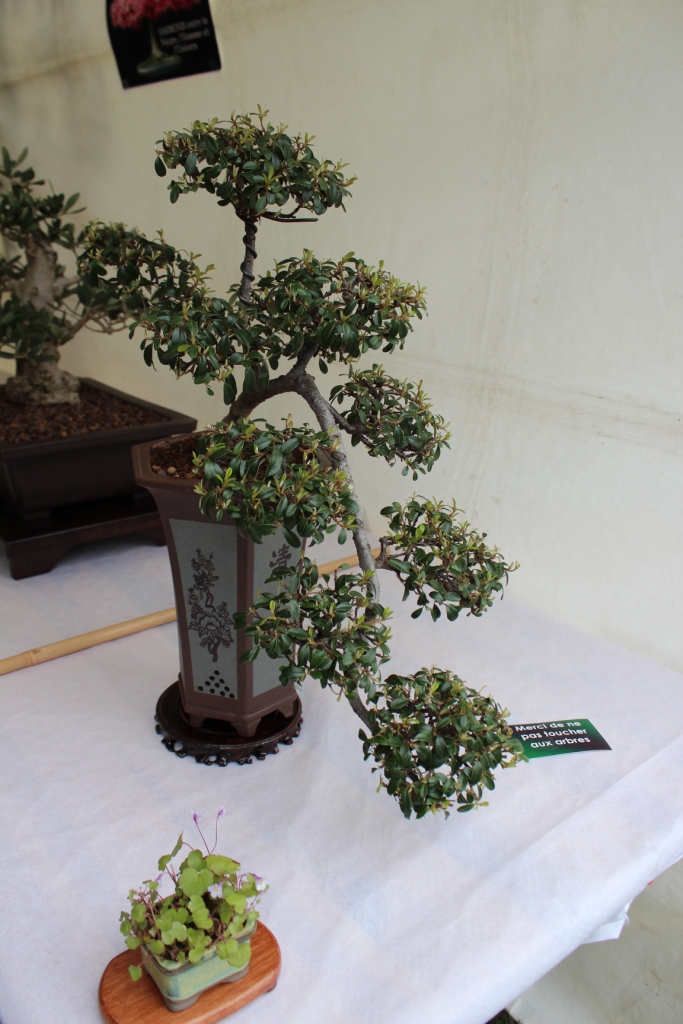 Cotonéaster en cascade