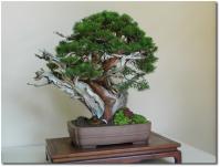 bonsai